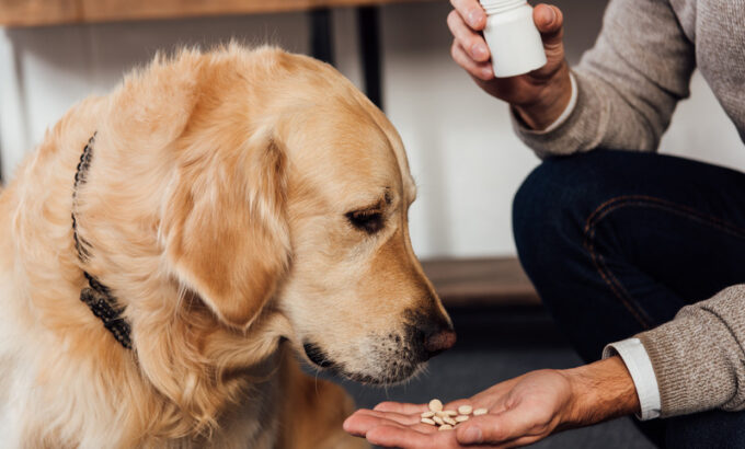 Owner giving dog medicine tablets