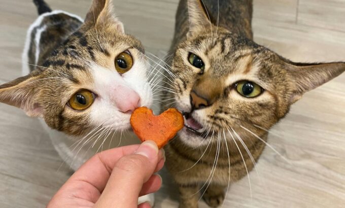 Person giving a medicine tablet in the form of a heart to the cats